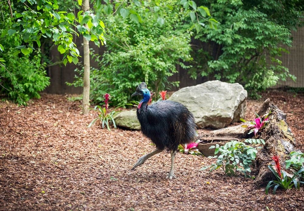 World Cassowary Day
