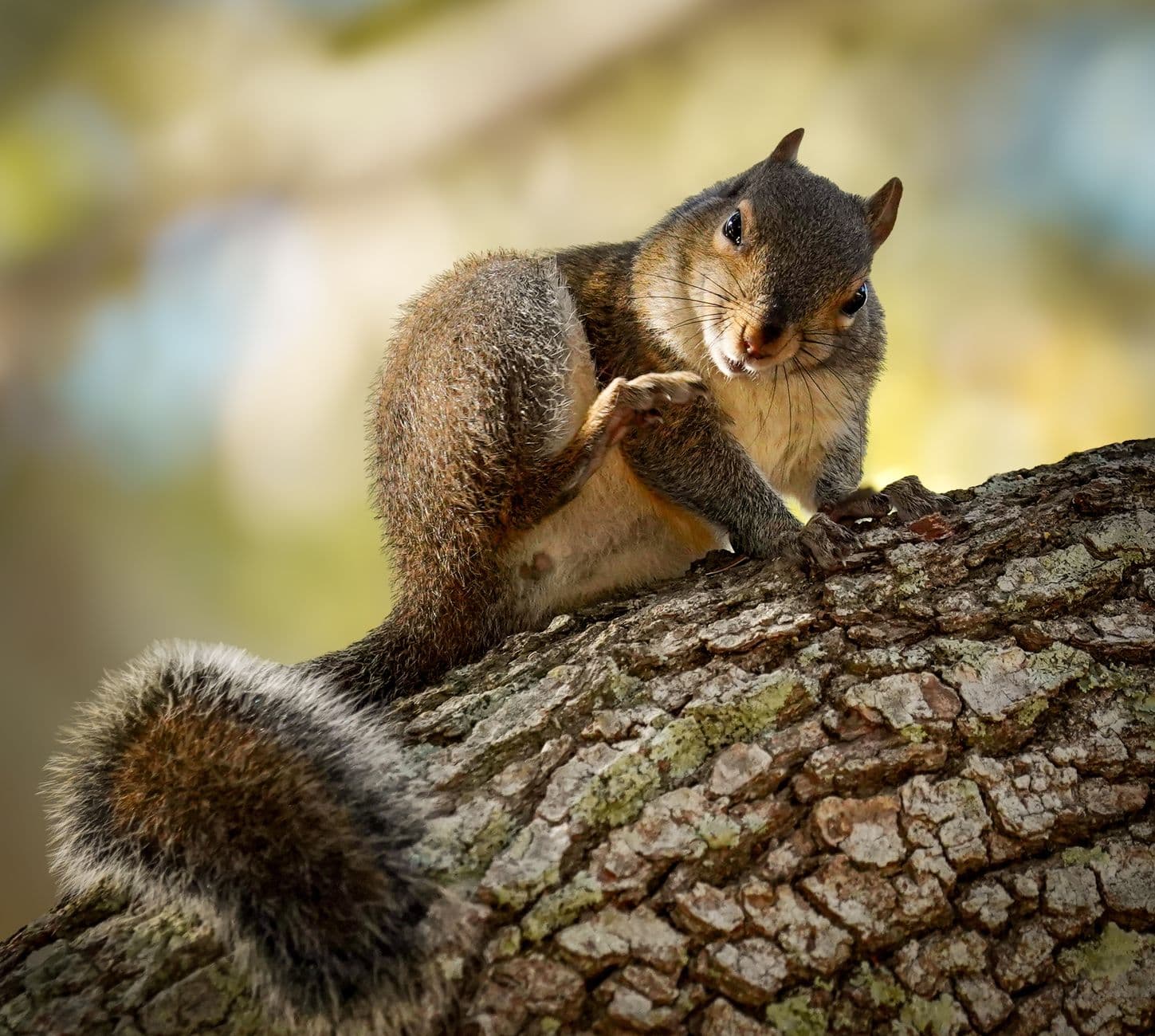 Squirrel Survival Games