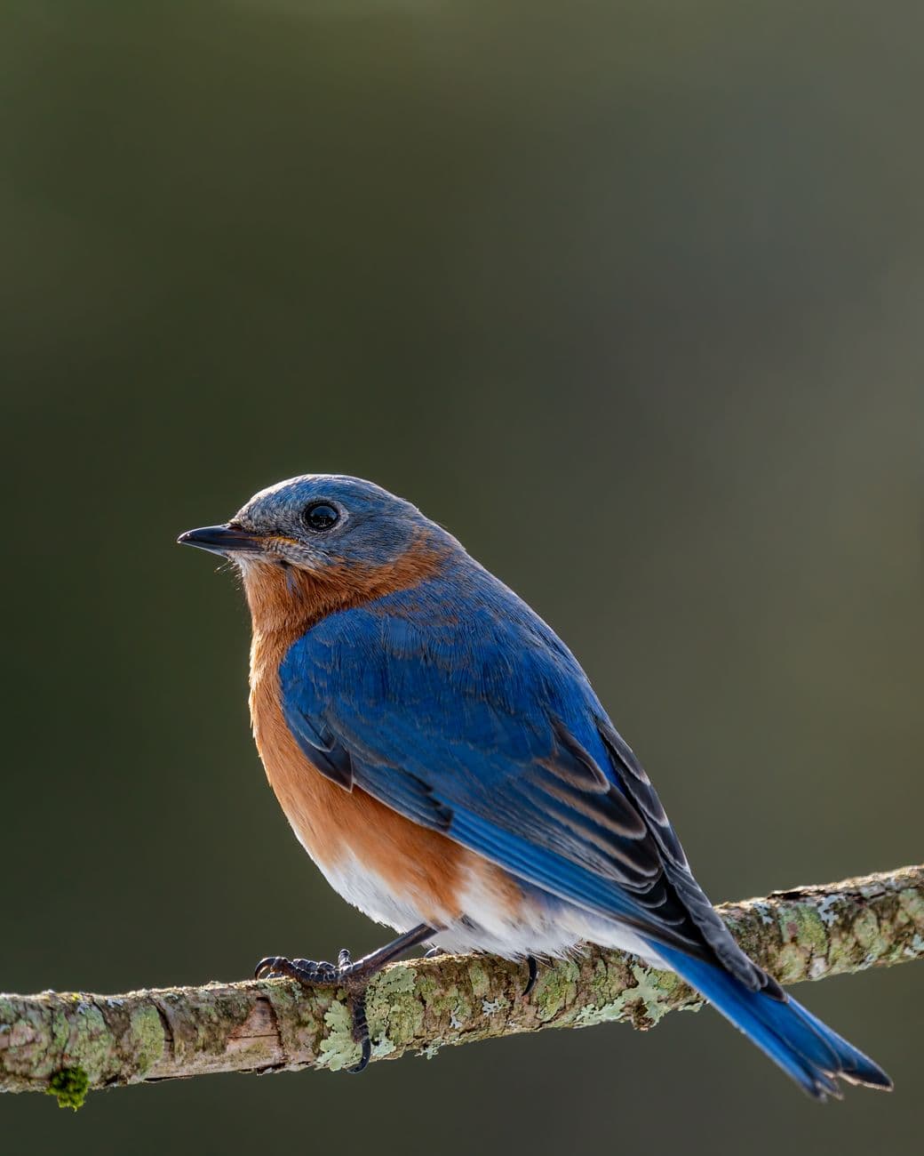 Junior Naturalist: Beginning Birds