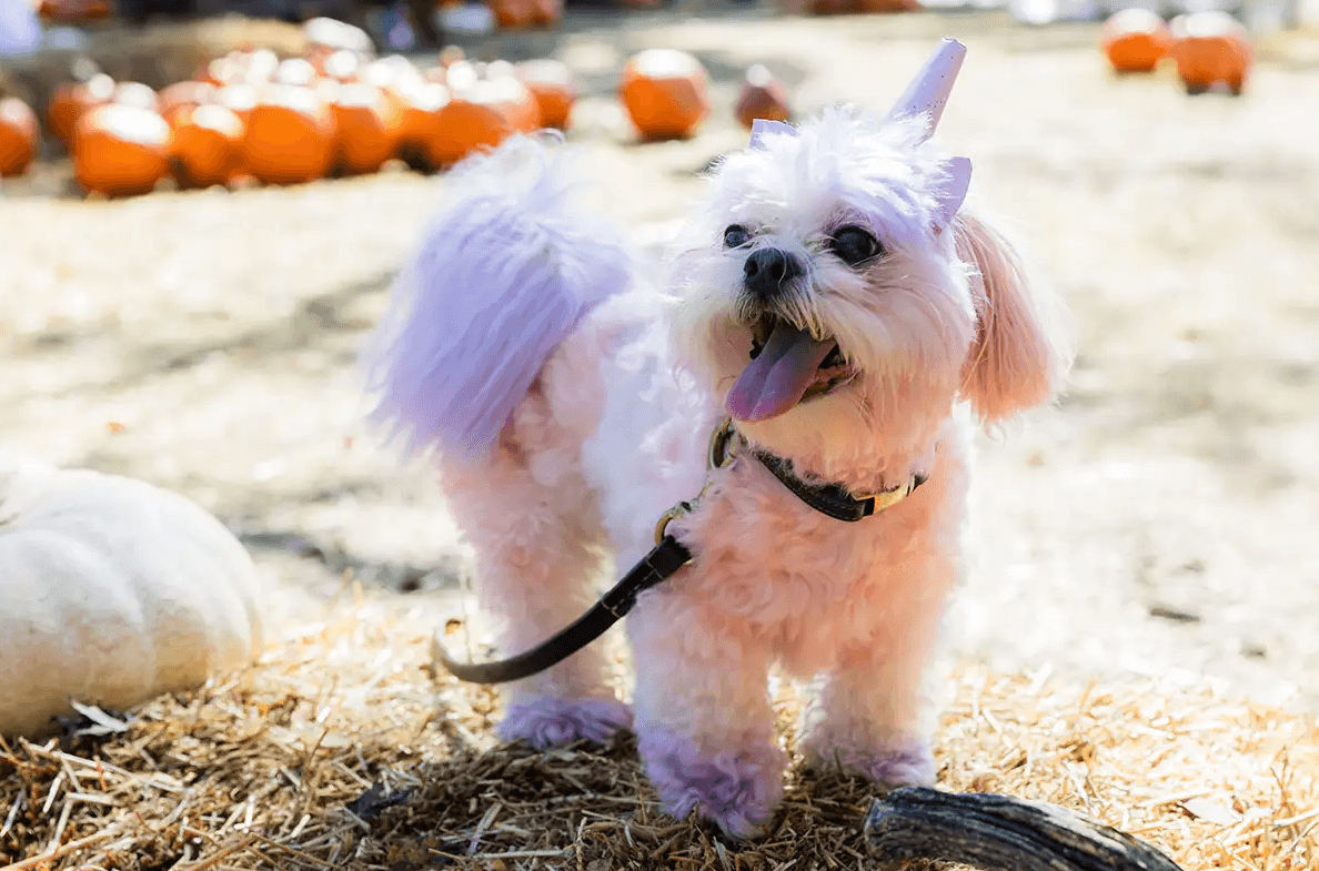 Halloween Pooch Party