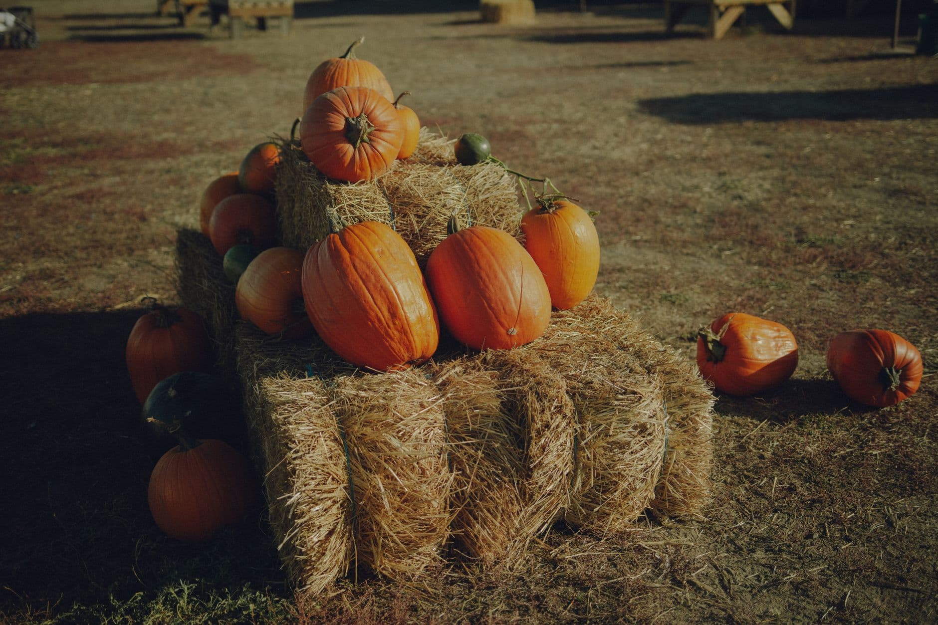 Honeysuckle Hill Farm Pumpkin Patch