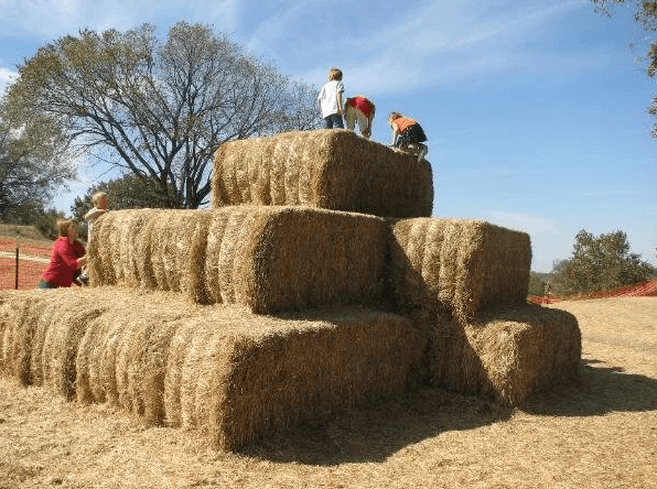 Walden Farm Pumpkin Patch