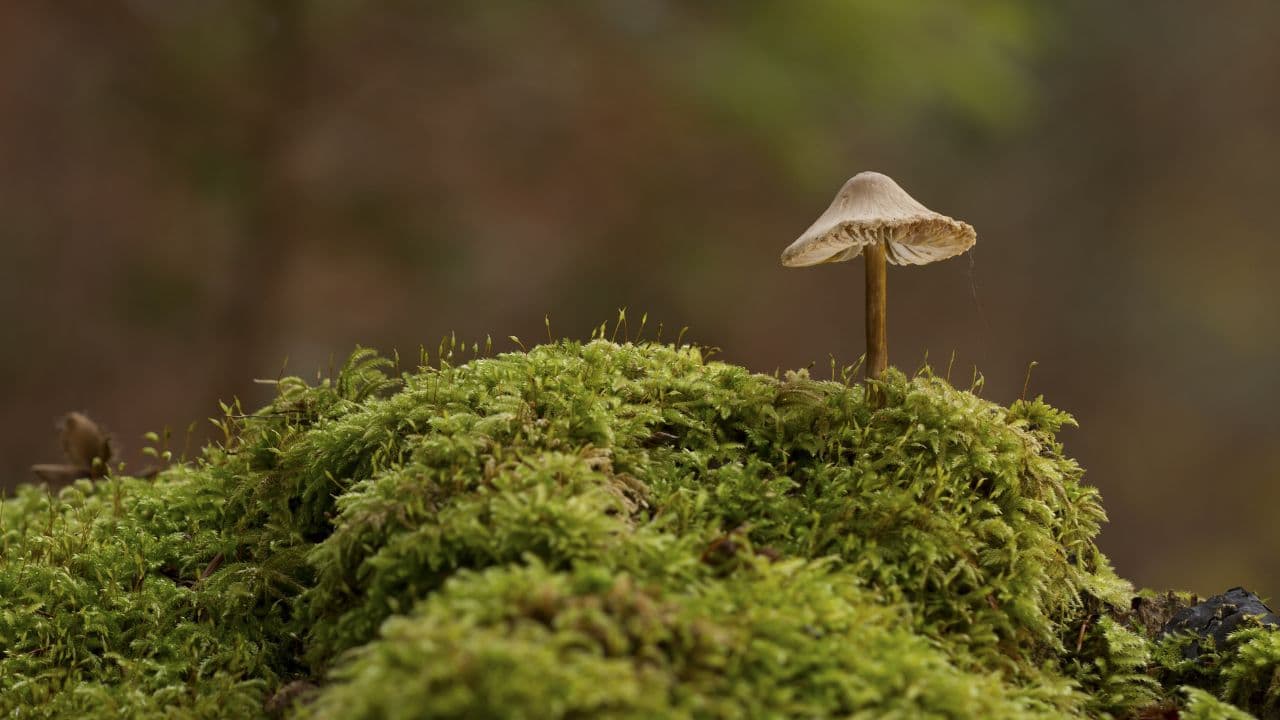 Family Fungi Walk