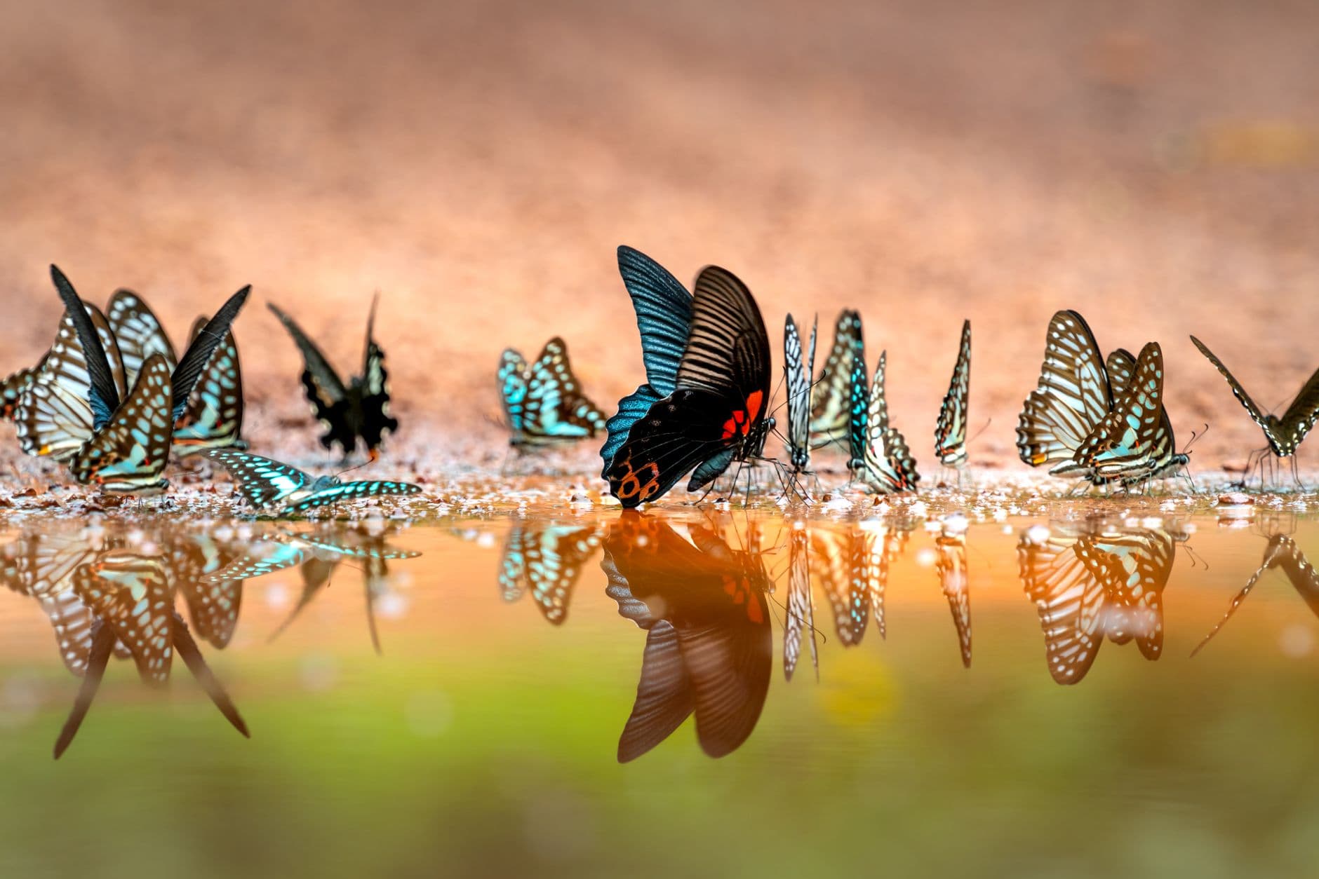 Family Program: Butterfly Bonanza