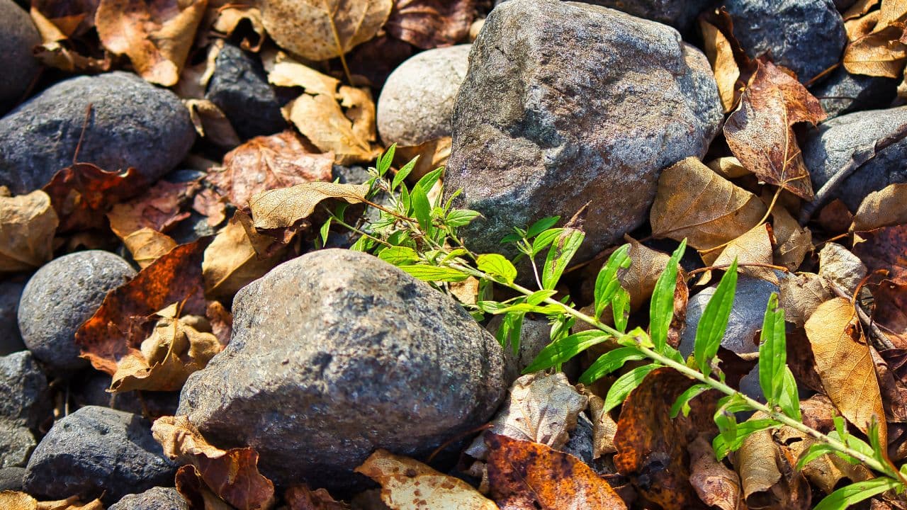 Native Nature Share
