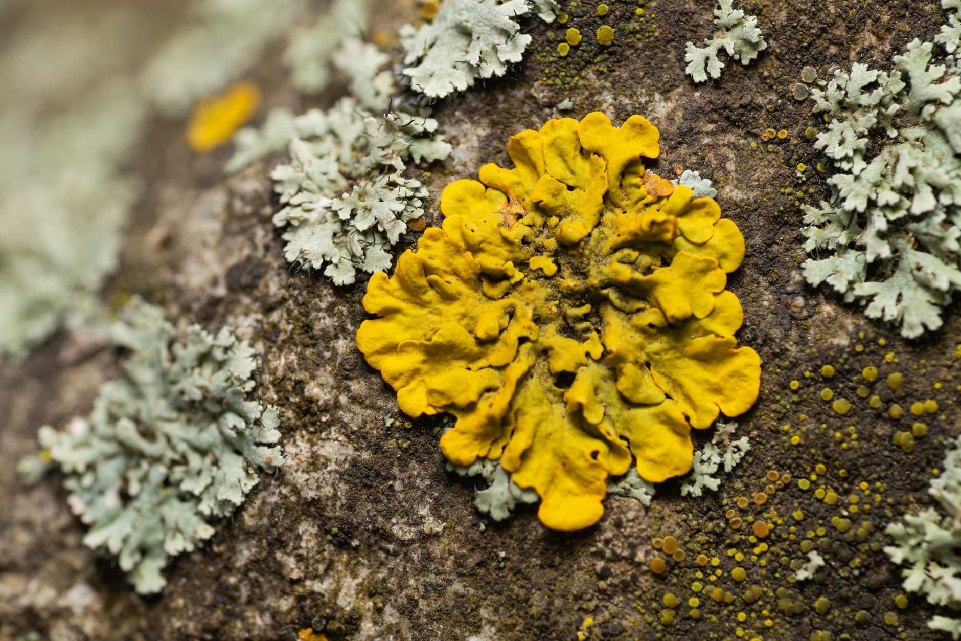 Lookin' for Lichen
