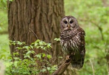Searching for Owls of Warner Parks