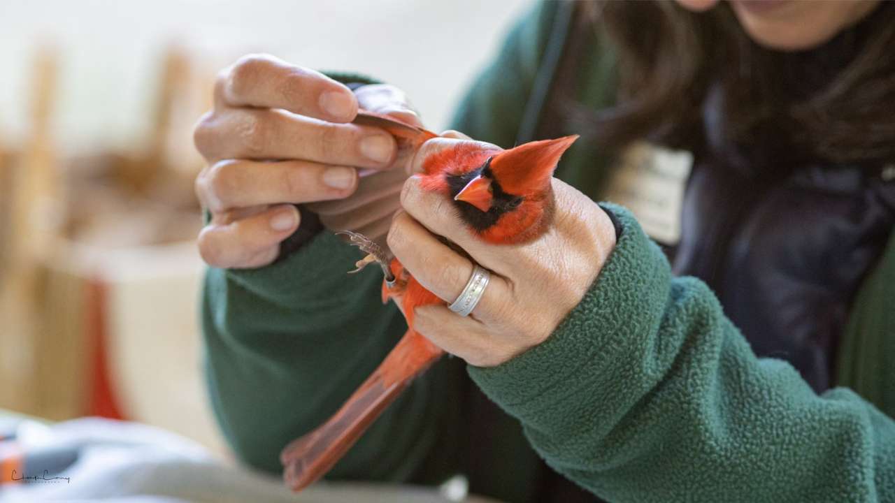 Fall Migration Bird Banding Research