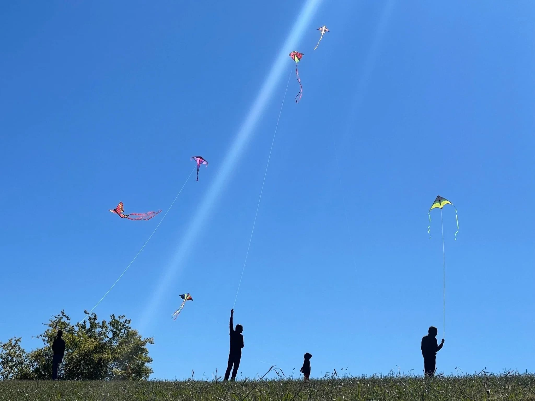 Kite Fest