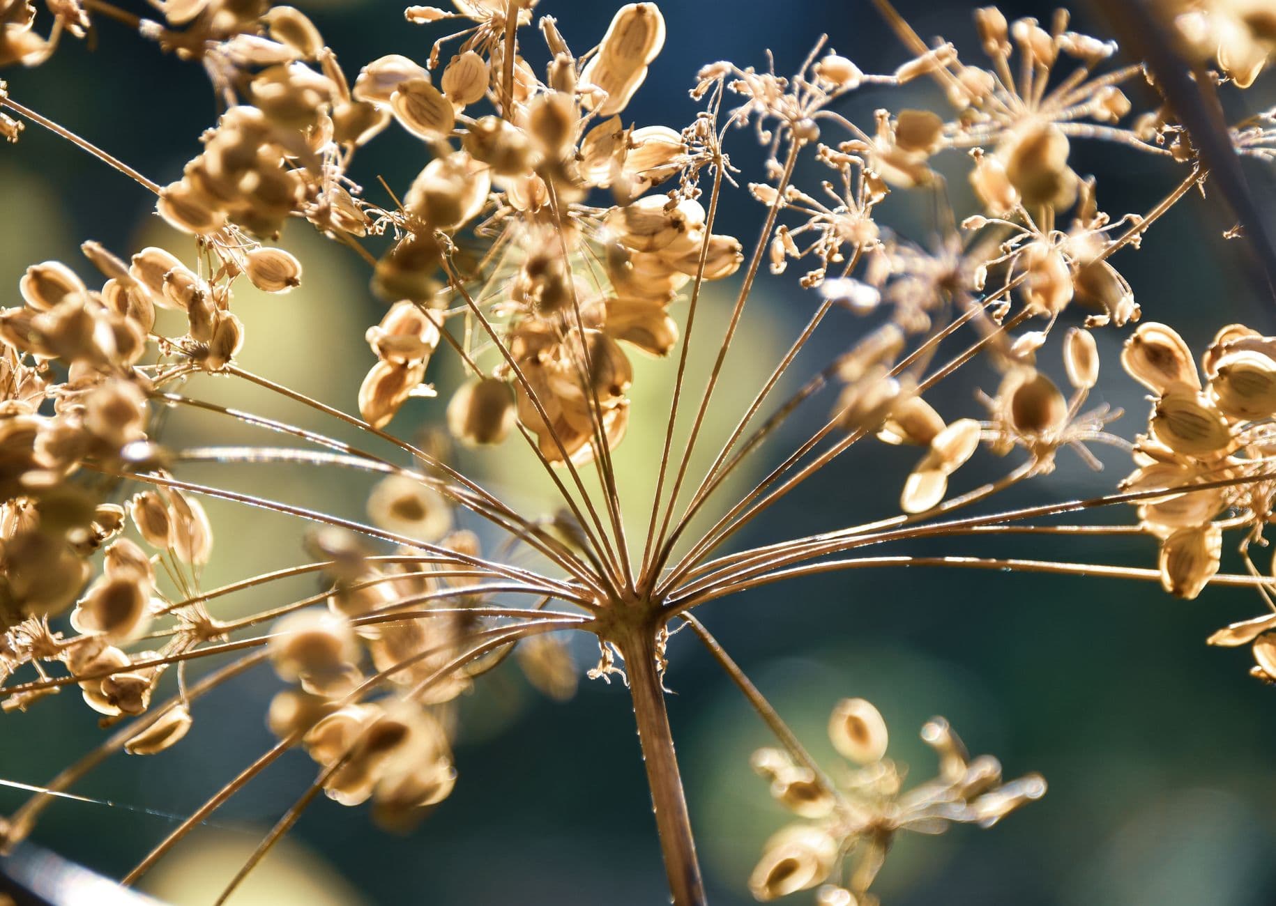 Autumn Seed Hike