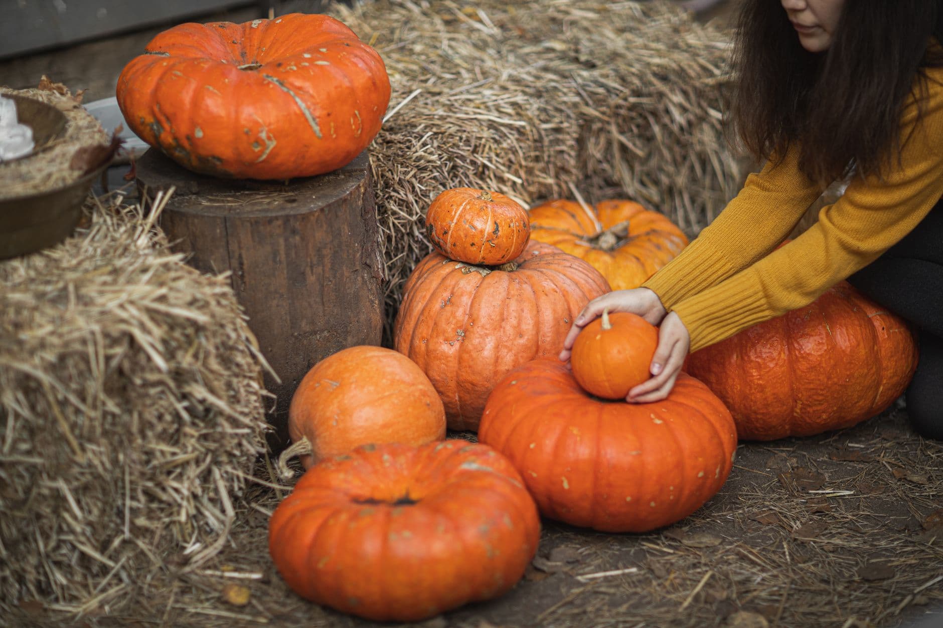 The Wilson Family Farm Pumpkin Patch