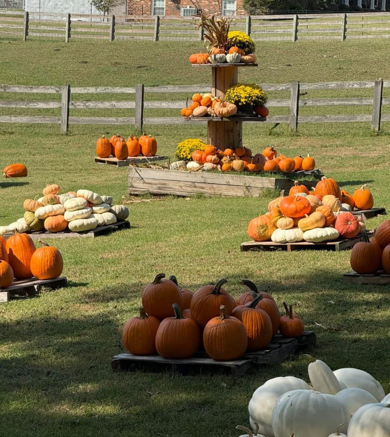 Hidden Bee Animal Rescue 2026 Pumpkin Patch