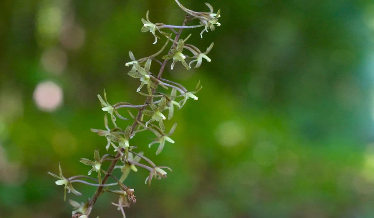 Nashville’s Native Orchids