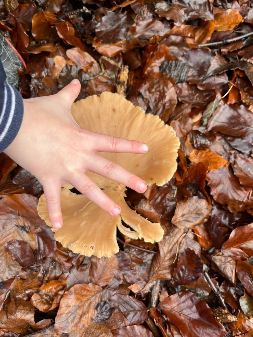 Family Fungi Walk