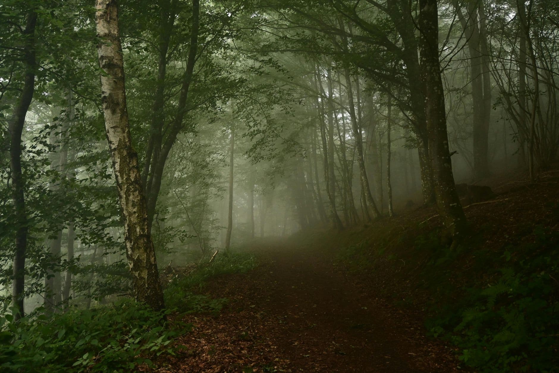 Fairy Forest