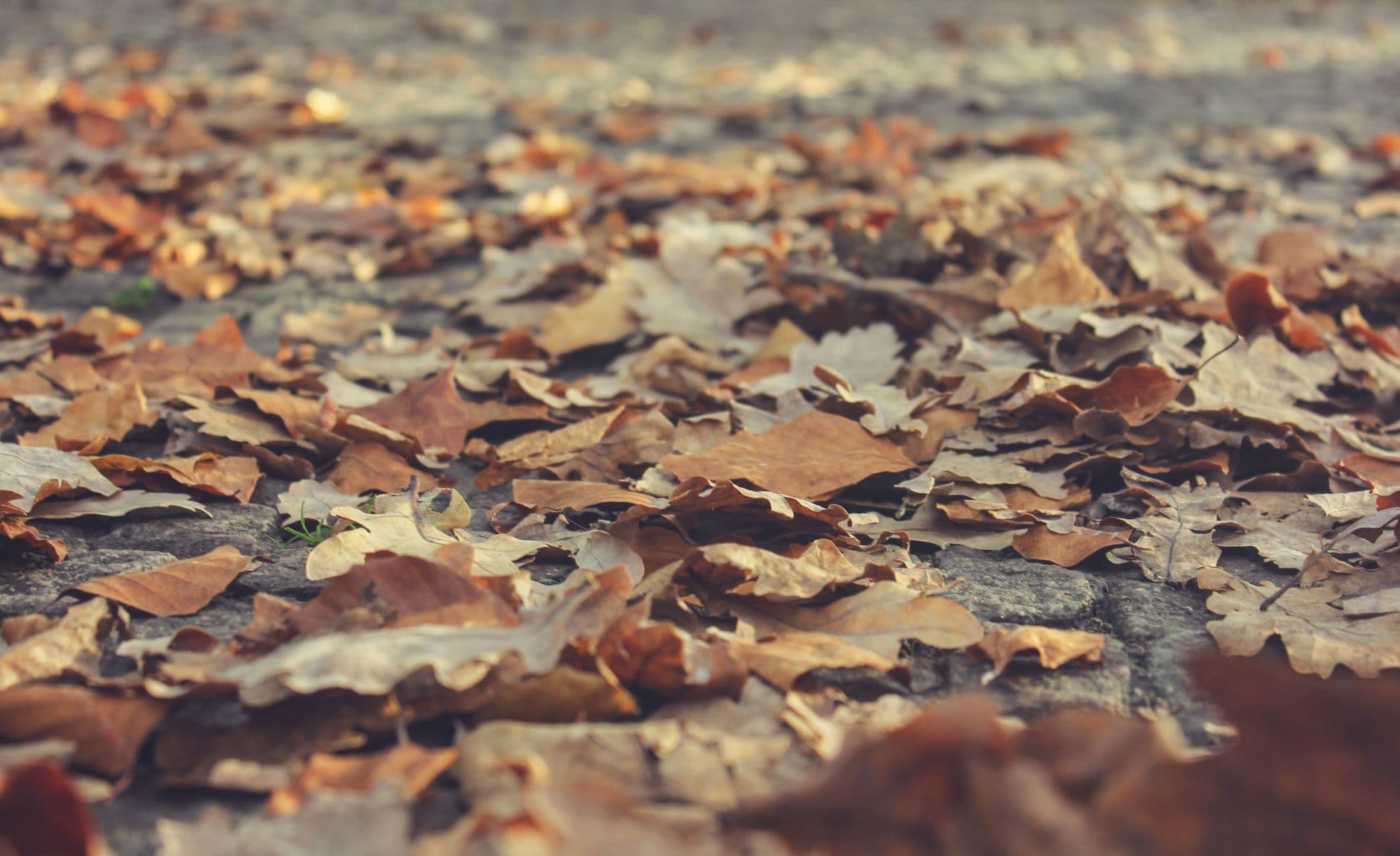 "Leave the Leaves" Day