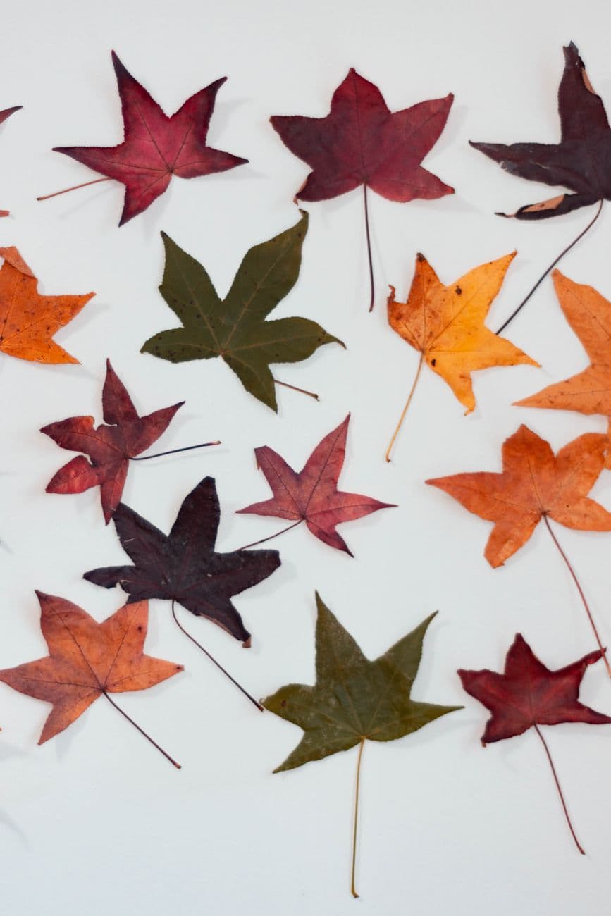 Wax Paper Fall Leaf Collecting