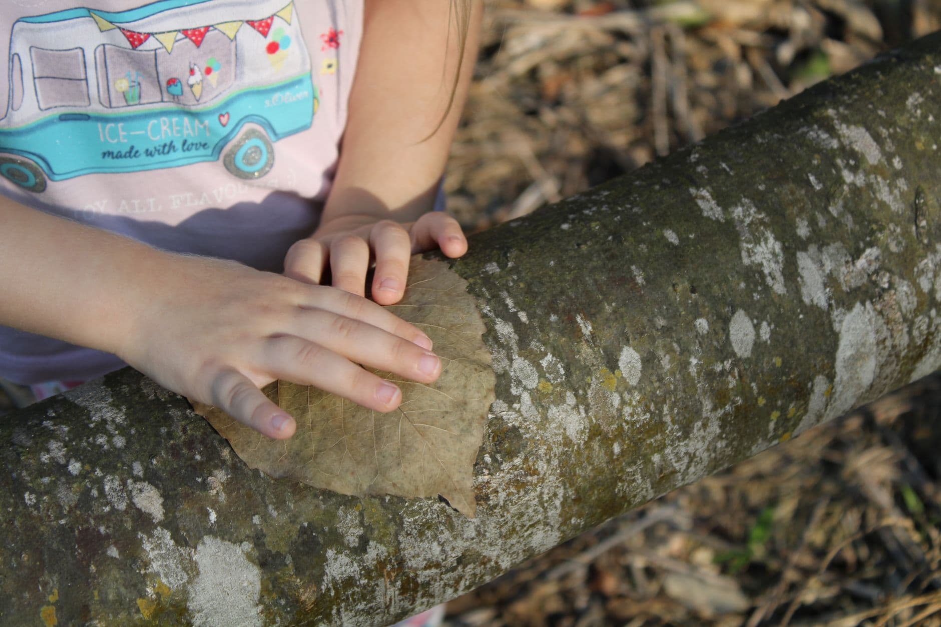 Tree Leaf Scavenger Hunt