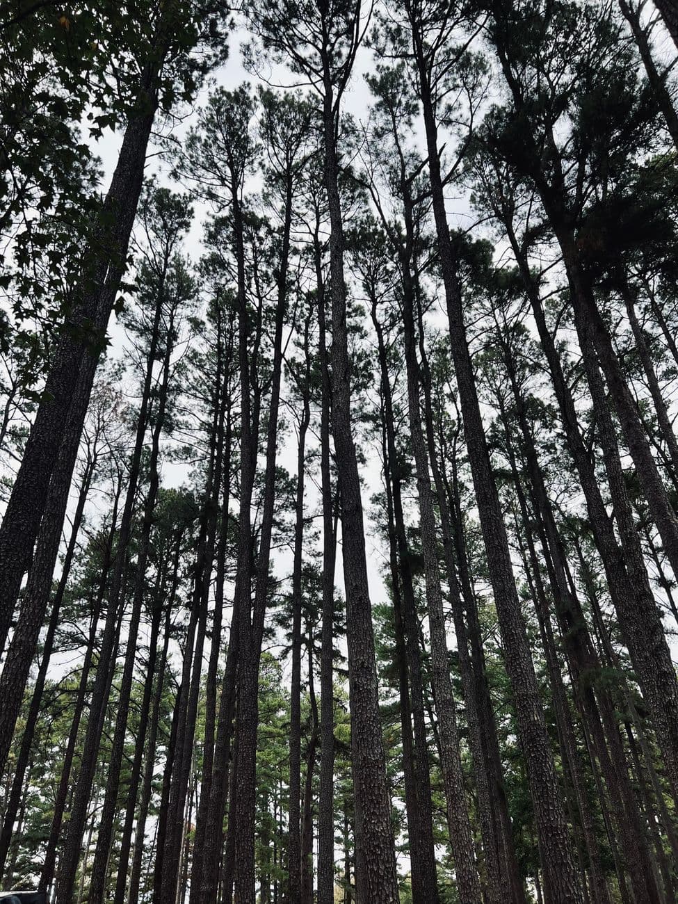 Thankful for the Hill Forest