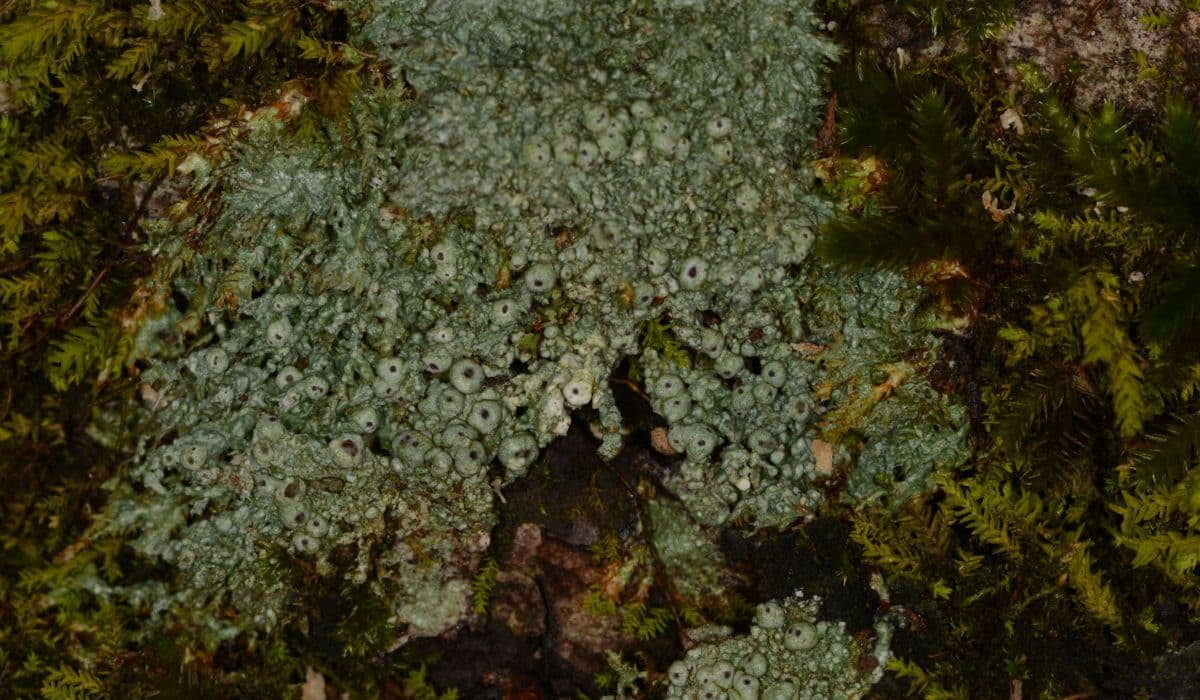 Lookin’ for Lichen