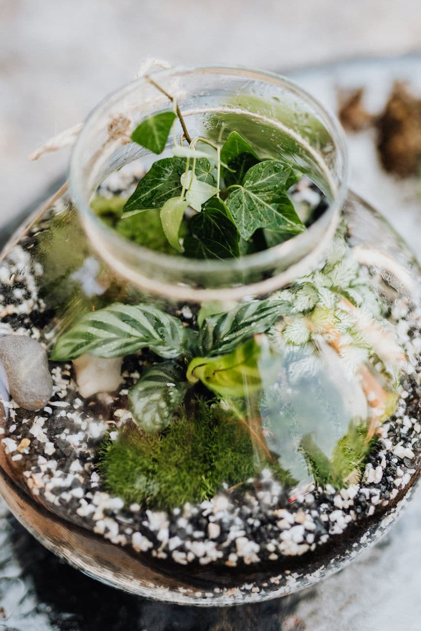 Terrarium Tinker: BYOC