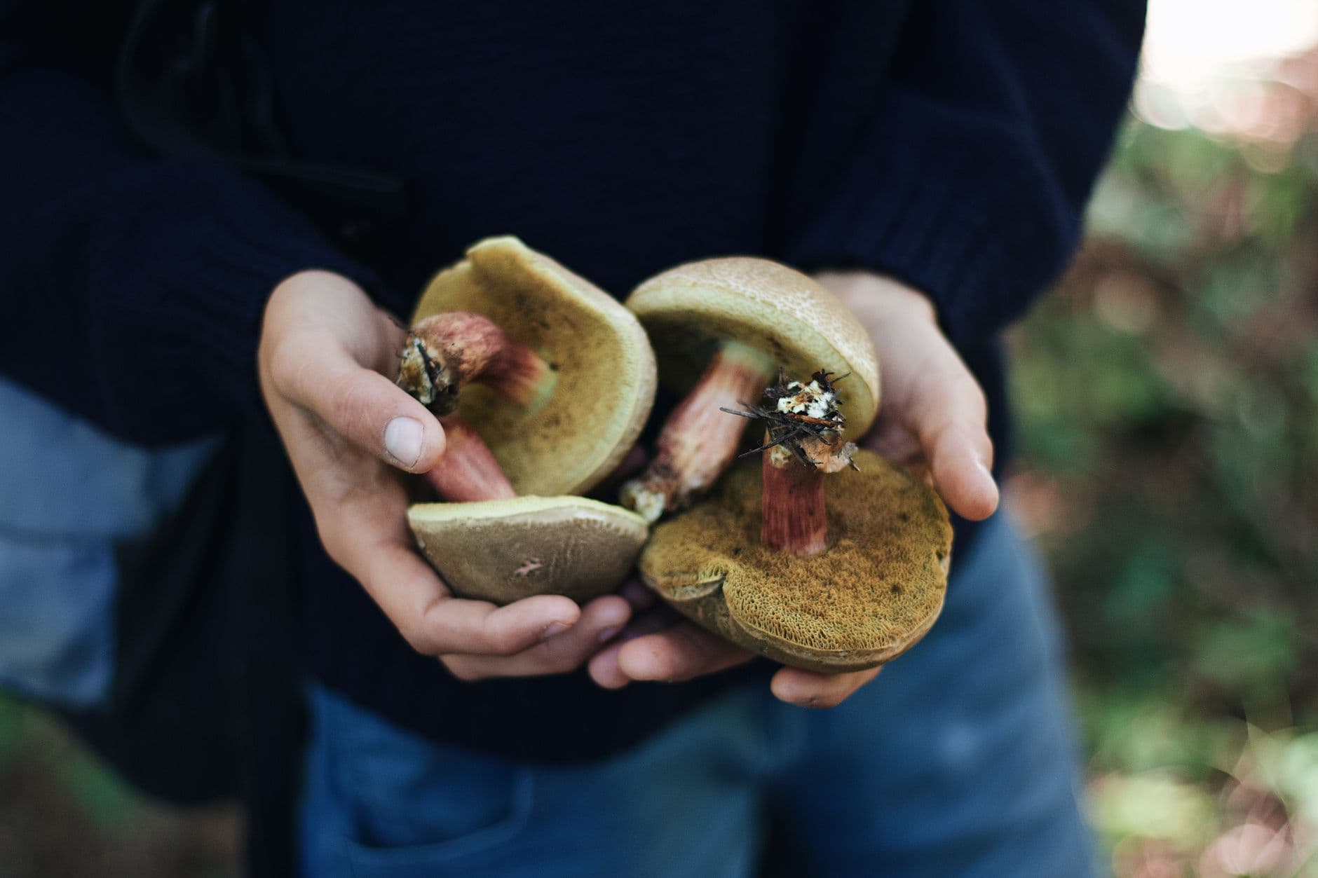 Junior Naturalist: Fall Fungi