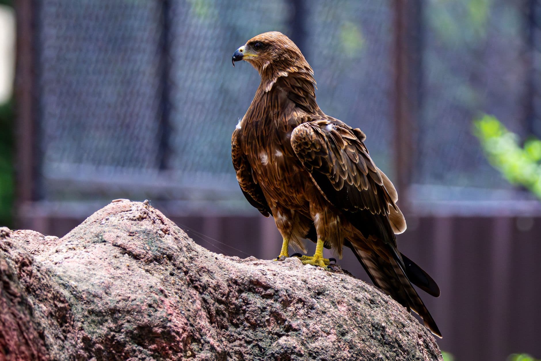 Raptor Rhapsody