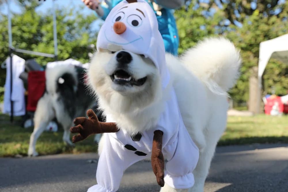 Dog Day Festival