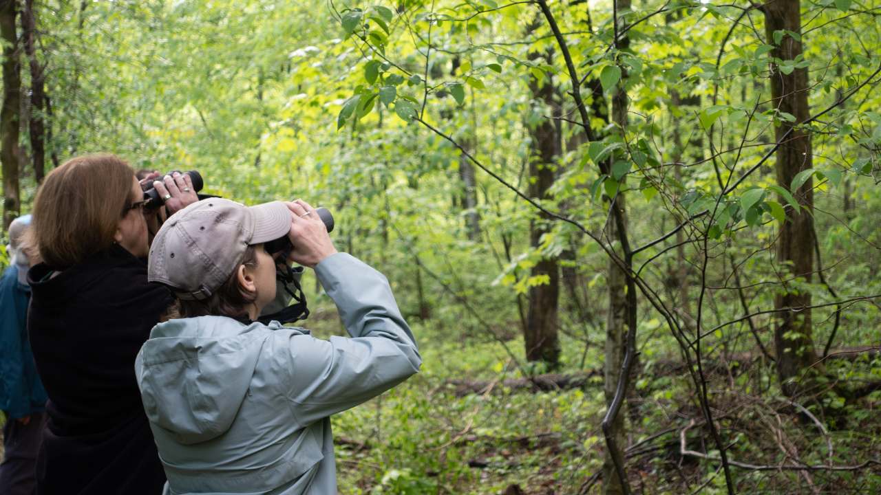 Family Bird Walk at the Nature Center
