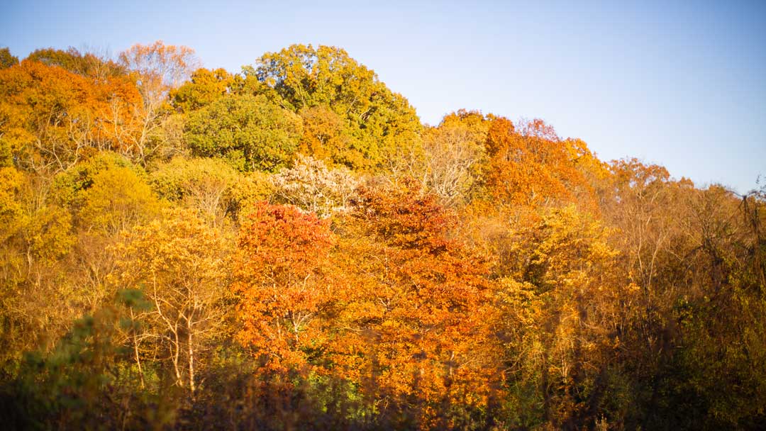 Fall Foliage Hike