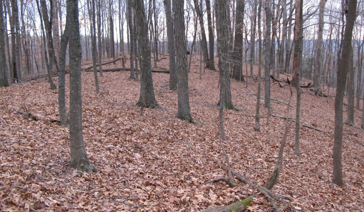 Thankful for the Hill Forest