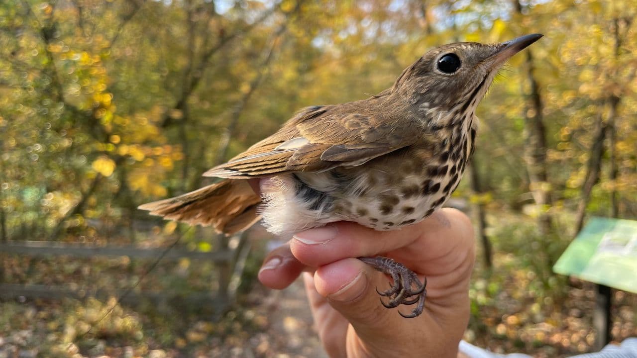 Fall Migration Bird Banding Research